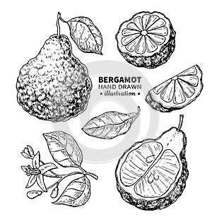 Bergamot vector drawing.