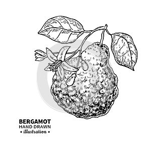 Bergamot vector drawing. Isolated vintage illustration of citrus fruit with slices. Organic food. Essential oil