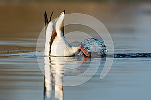 Bergeend, Common Shelduck, Tadorna tadorna