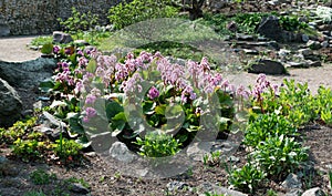 Bergenia, bergenia cordifolia, elephant-eared saxifrage or elephant`s ears