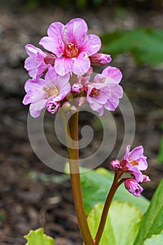 Bergenia, Bergenia hybride