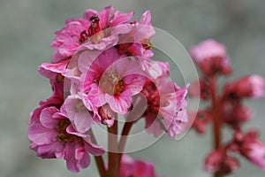 Bergenia, Bergenia hybride