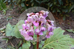 Bergenia cordifolia 