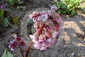 Bergenia cordifolia