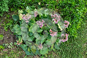 Bergenia cordifolia also named Bergenia crassifolia, the badan, Siberian tea blooming, dark pink variant. popular undemanding