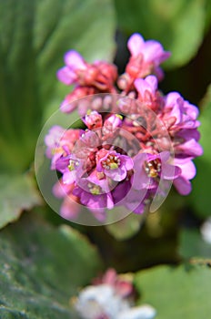 Bergenia cordifolia Bergenia crassifolia or badan blooming photo