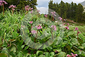 Bergenia cordifolia (Bergenia crassifolia, the badan, Siberian t