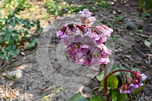 Bergenia cordifolia in Garden