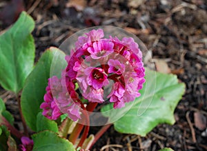 Bergenia cordifolia pink flowers, blooming. photo