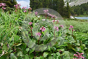 Bergenia cordifolia (Bergenia crassifolia, the badan, Siberian t photo