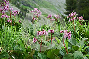 Bergenia cordifolia (Bergenia crassifolia, the badan, Siberian t photo