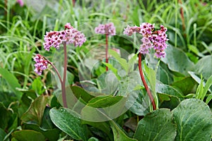 Bergenia cordifolia (Bergenia crassifolia, the badan, Siberian t photo