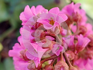 Bergenia Crassifolia