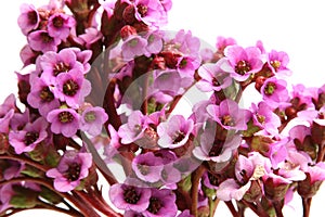 Bergenia crassifolia - beautiful purple flower photo