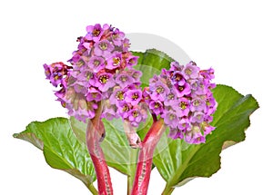 Bergenia crassifolia. Common names for the species include heart