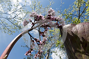 Bergenia crassifolia. Common names for the species include heart-leaved bergenia, badan, Siberian tea and Mongolian tea