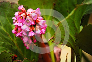 Bergenia crassifolia is a flower known as heart shaped bergenia, winter-flowering bergenia, Korean elephant ear, badan, pigsqueak photo