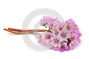 Bergenia crassifolia flowers