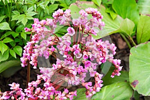 Bergenia crassifolia on green