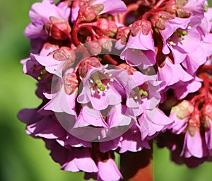 Bergenia crassifolia (heartleaf bergenia)
