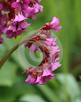 Bergenia crassifolia (heartleaf bergenia) photo