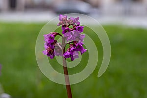 Bergenia crassifolia heartleaf elefant ears flowers in bloom, bright pink purple flowering springtime plant