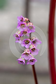 Bergenia crassifolia heartleaf elefant ears flowers in bloom, bright pink purple flowering springtime plant