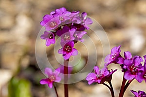 Bergenia crassifolia heartleaf elefant ears flowers in bloom, bright pink purple flowering springtime plant