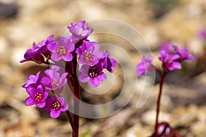 Bergenia crassifolia heartleaf elefant ears flowers in bloom, bright pink purple flowering springtime plant