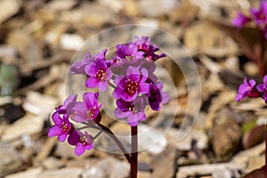 Bergenia crassifolia heartleaf elefant ears flowers in bloom, bright pink purple flowering springtime plant