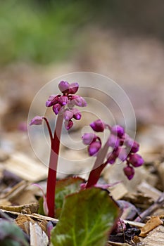 Bergenia crassifolia heartleaf elefant ears flowers in bloom, bright pink purple flowering springtime plant