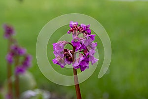 Bergenia crassifolia heartleaf elefant ears flowers in bloom, bright pink purple flowering springtime plant