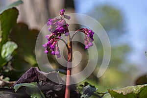 Bergenia crassifolia heartleaf elefant ears flowers in bloom, bright pink purple flowering springtime plant