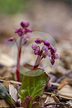 Bergenia crassifolia heartleaf elefant ears flowers in bloom, bright pink purple flowering springtime plant