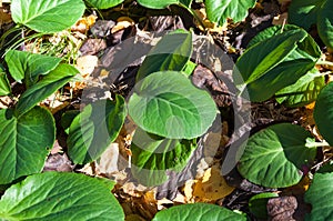 Bergenia crassifolia photo