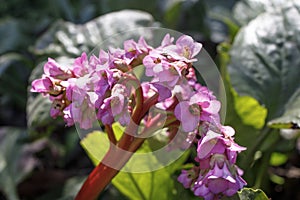 Bergenia crassifolia is a plant species in the genus Bergenia. Common names for the species include heart-leaved bergenia,