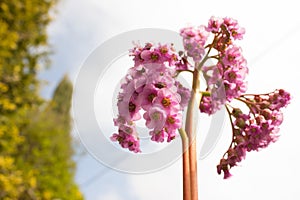 Bergenia, elefant`s ears