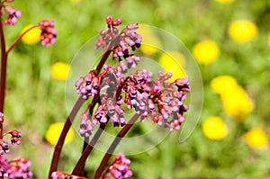 Bergenia elephant-eared saxifrage, elephant`s ears. Bergenia cor