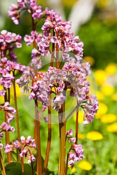 Bergenia elephant-eared saxifrage, elephant`s ears. Bergenia cor