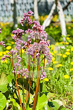 Bergenia elephant-eared saxifrage, elephant`s ears. Bergenia cor