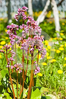 Bergenia elephant-eared saxifrage, elephant`s ears. Bergenia cor