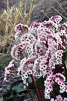 Bergenia evergreen perennials with flowers photo