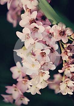 Bergenia flower close up