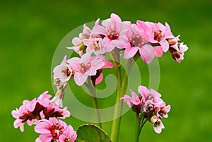 Bergenia flowers closeup. Perennial with beautiful pink petals