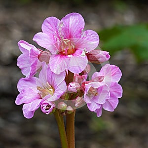 Bergenia, Bergenia hybride