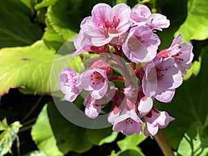 Bergenia Hybride `HerbstblÃ¼te` Herbstbluete oder Herbstblute, Bergenia x hybrida `HerbstblÃ¼te`