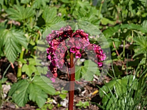 Bergenia Moench \