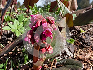 Bergenia Moench \