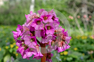 Bergenia purple (bergenia purpurascens) blooms in botanical garden on sunny spring day. Gardening, landscape