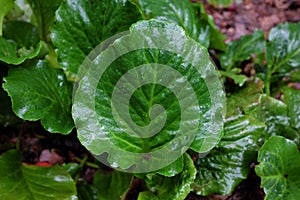 Bergenia purpurascens